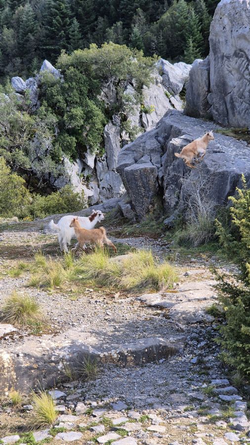אל המעין בא גדי קטן